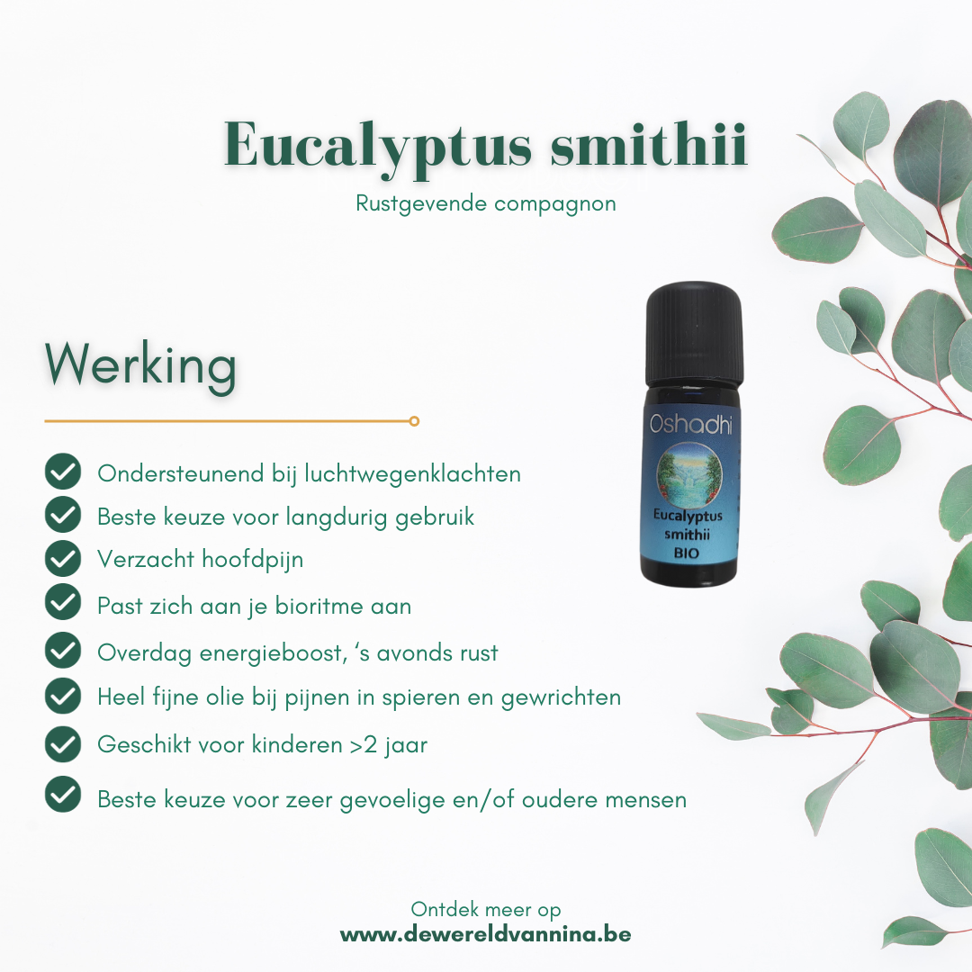 Eucalyptus smithii bio Oshadhi - zachte eucalyptussoort voor kinderen - 10ml