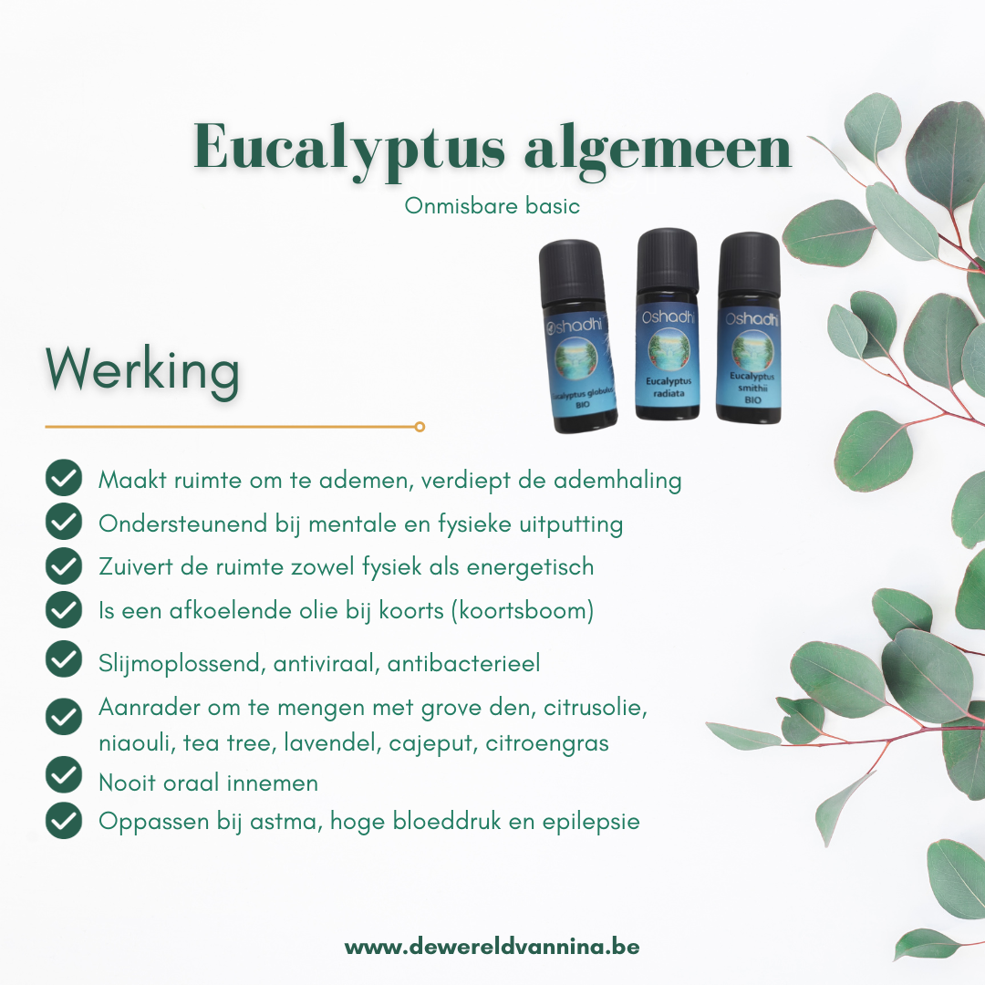 Eucalyptus smithii bio Oshadhi - zachte eucalyptussoort voor kinderen - 10ml