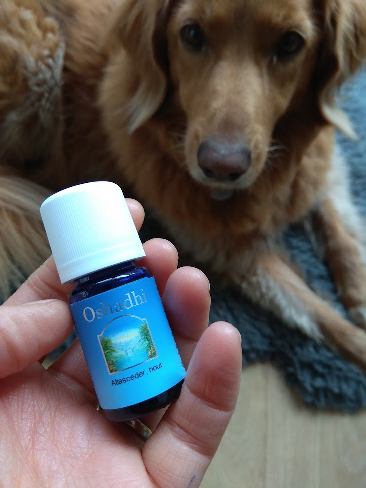 Atlasceder - etherische olie - Oshadhi - 10ml