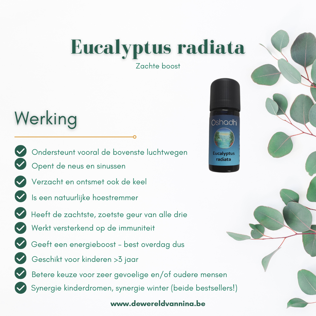 Eucalyptus radiata Oshadhi - zuiverend - 10ml